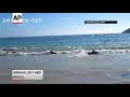 Raw Video: Mass Dolphin Rescue Off Rio Coast