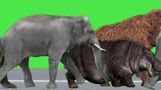Animal Stampede Green Screen Elephant Rhino Hippo