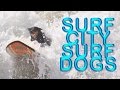 World's Best Surfing Dogs Compete in Huntington Beach