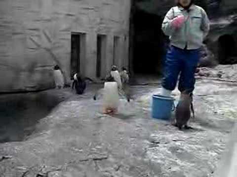旭山動物園 ペンギンの「もぐもぐタイム」