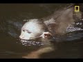 Drunk Monkeys