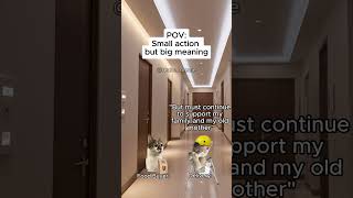 Cat Memes Small Action But Big Meaning