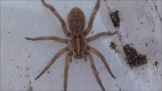Huge Spider Found - Wolf Spider Possibly