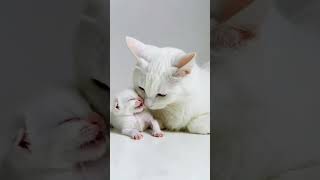 White Cats Pure Love For Her Baby Cutest Mother Cat Moments Ever