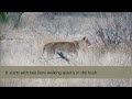 Wildebeests