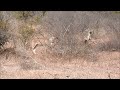 Wildebeests