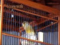 image Gloster Consort Canary Kenari Gacor Wong Tegal