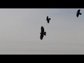 鷲（ホークイーグル）のトレーニング　Flight training of eagle