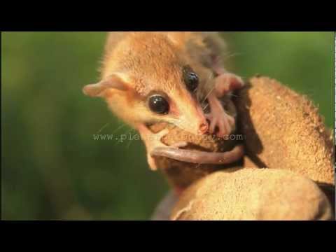 Header of Agile Gracile Opossum