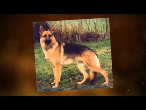 picture of Dog Training Tips Easy to Train Dog Breeds