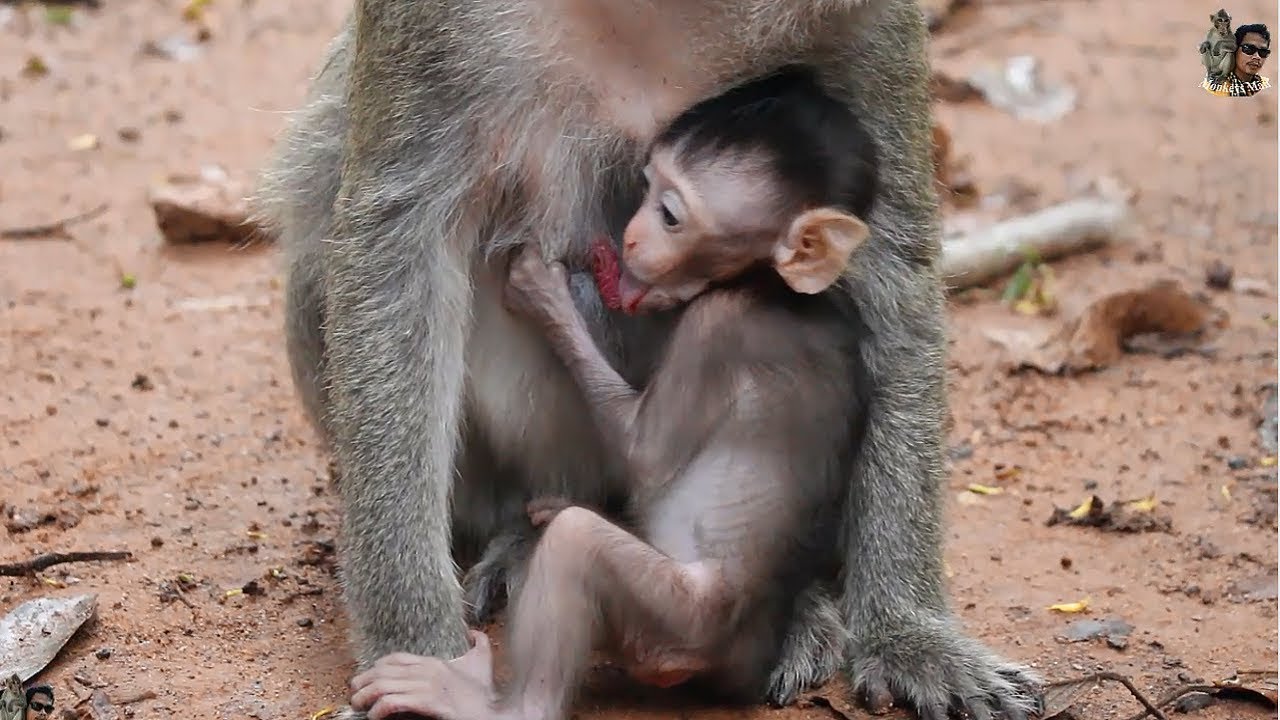 Chimp cock sucking