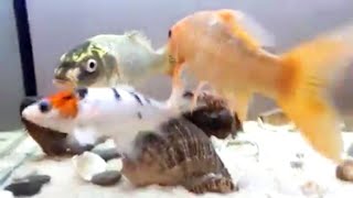 Koi̇ Baliklari Nerede Yaşarlar Ve Hangi̇ Balik Türü İle Bi̇rli̇kte Yaşayabi̇lmektedi̇rler