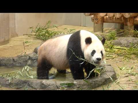 【パンダ】またまた上野動物園にいってきた5