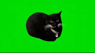 Maxwell the Cat green screen (spin+dance)
