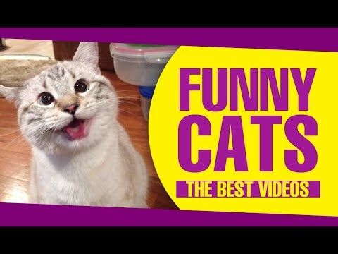 ▷ FUNNY CATS videos 😻😂 Hold Your Laugh If You Can