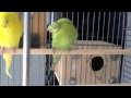 ?Budgie Breeding Update (3)