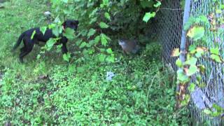 Patterdale Corners A Woodchuck, Hooligan Learns To Hunt 14