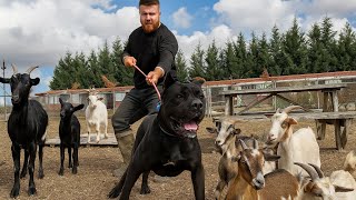 Keçilerin Yeni Çobanı Cane Corso Hektor