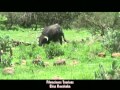 PELEA DE TOROS IMPRESIONANTE (Elías Ruvalcaba