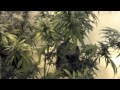 HID Room - SL Haze, Acid & Wappa