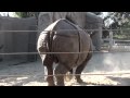 San Diego Zoo, Rhinoceros poop