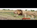 wildlife