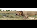 wildlife