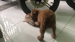 BABY MONKEY & DOG - FUNNY MOMENTS OF BABY SHIN AND CHI