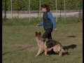 по ссылке - newsehnciklopedija_sobak_okhrannye_sobaki2011-11-17-696<br > 