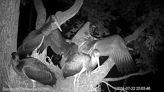 Szop Z Wizytą U Piątki Bocianów W Bolewicach A Rac Visiting Five Storks In Bolewice