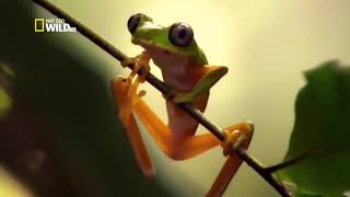 Nat Geo Wild - Les Prédateurs