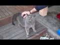 Adorable cat with a ticklish back