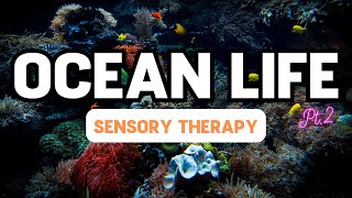 Ocean Life And Calming Sounds Therapy Autism Sensory Therapy