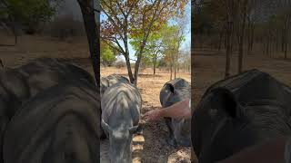 We Have Two Species Known As Pachyderms On Imire - Here Is A Great Example Of Their Wrinkled Skin