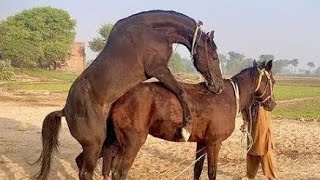 Beautiful Horse Video Horse Mating Video Animal Crossing Video Foryou Fresh Video Viral Video Animal