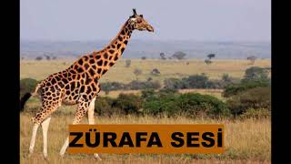 Zürafa Sesi̇ ?