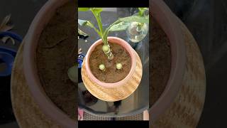 Very Easy Ways To Propagate Dieffenbachia Plant