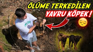 Ormanda A Düşen Yavru Köpeği̇ Kurtardik