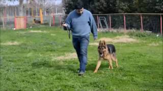 German Shephard - Training At Stay Command
