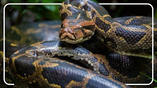 Giant Python Spotted In Florida Python Hunters