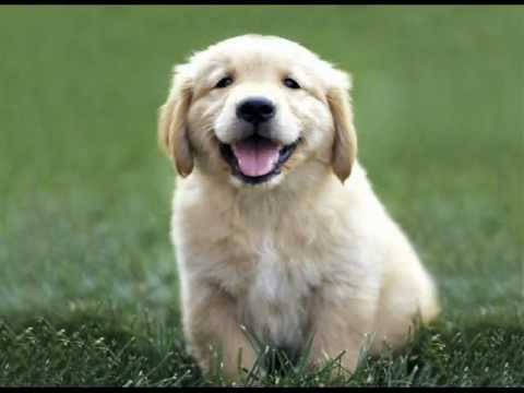 Golden Retriever Golden Retriever