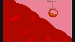 Human embryology/sex education: Fertilization and Implantation animation
