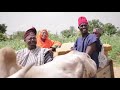 Funny hausa video • nabraska and daushe speaking kanuri