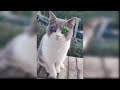 Baby Cats - Cute and Funny Cat Videos Compilation #14 | Aww Animals