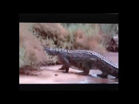Pappi da Doo (Leo Bennink)