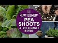How to grow pea shoots for many harvests off a small area: multisow, interplant, many picks