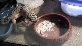 Watch Aasgard Through The Years Of Rats I Fed With Fires video