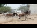 Donkeys Fighting | Donkey Fights Real Action | Donkey, Gadhe Ki Ladai | گڏهن جي ويڙهه | गधे की लड़ाई