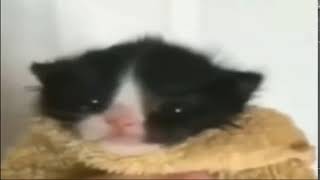 Gato Fazendo Gemido De Loli