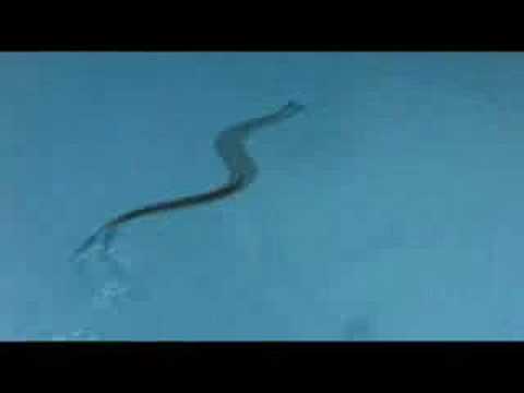 SNAKE IN POOL!